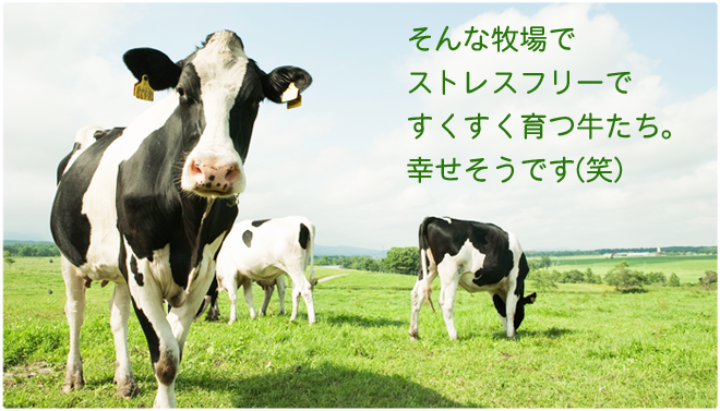 ストレスフリーで幸せな牛